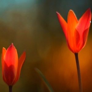 Meet your Posher, Jayden